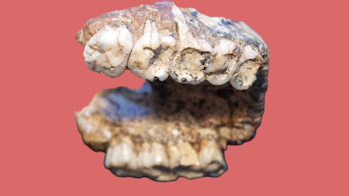 2-million-year-old pitted teeth from our ancient relatives reveal secrets about human evolution