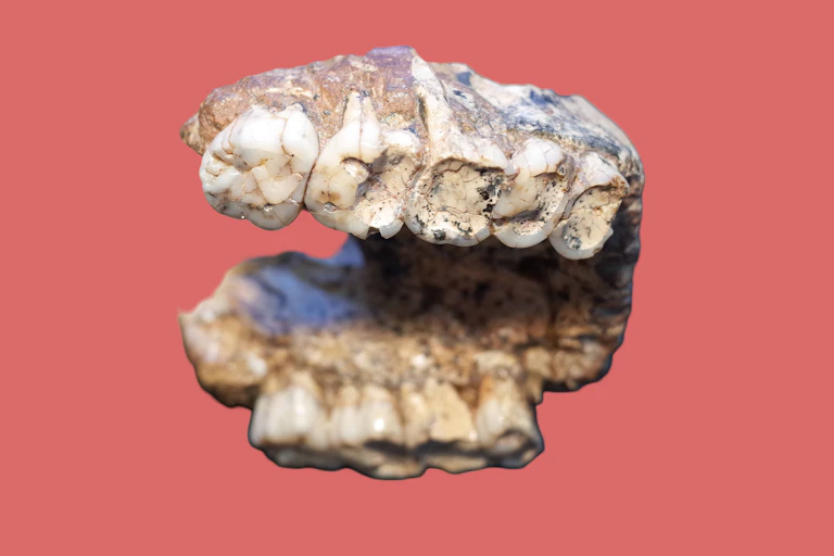 Photo of a fossil jawbone and teeth.