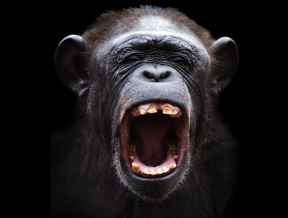 Chimp with its mouth wide open