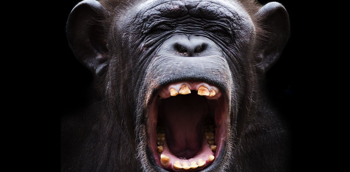 Animals canât talk like humans do â hereâs why the hunt for their languages has left us empty-handed