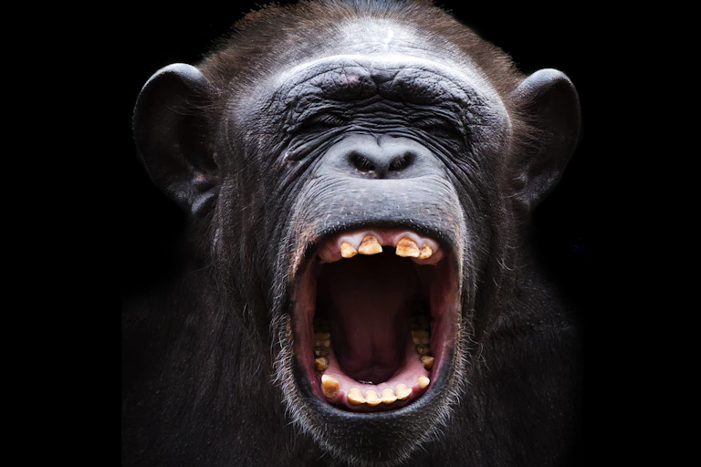 Chimp with its mouth wide open