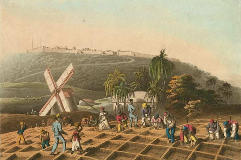 An artist's impression of slaves working a sugar plantation in Barbados.