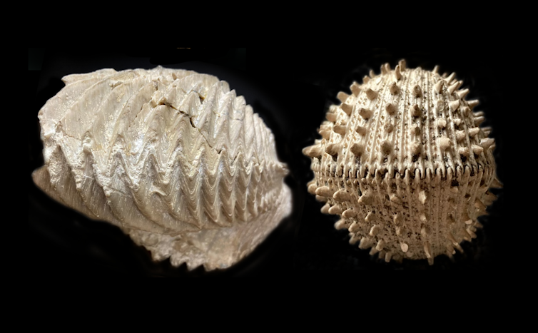Ancient fossils show how the last mass extinction forever scrambled the ocean’s biodiversity – Environmental News Bits file 20250606 68 yj5ttd.png?ixlib=rb 4.1