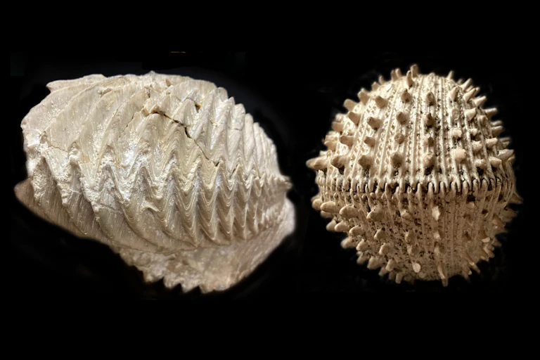 Two fossil shells. One is a spiked globe that looks like a mace from Medieval times.