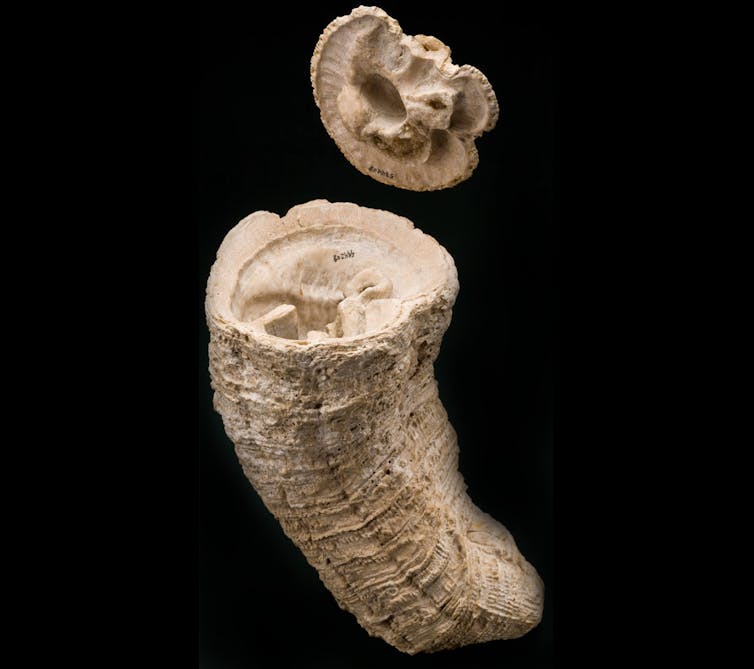 A cone-shaped shell with a cap