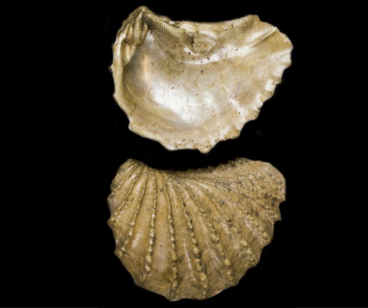 Two shells of a bivalve that looks similar to ones found on beaches today