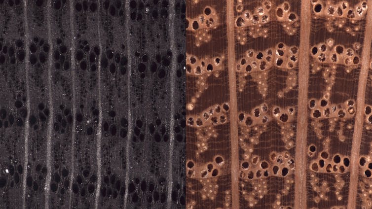 Two textures of wood side by side, one darker and clearly burned and the other brighter and not burned.