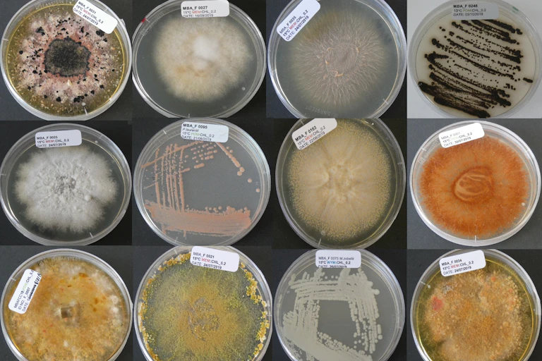 petri dishes with brown/yellow coloured fungi growing