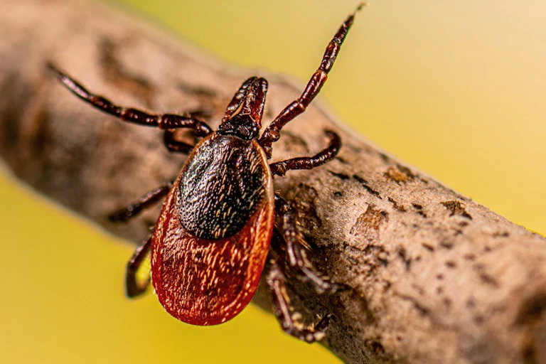 A closeup of a tick crawling on wood.
