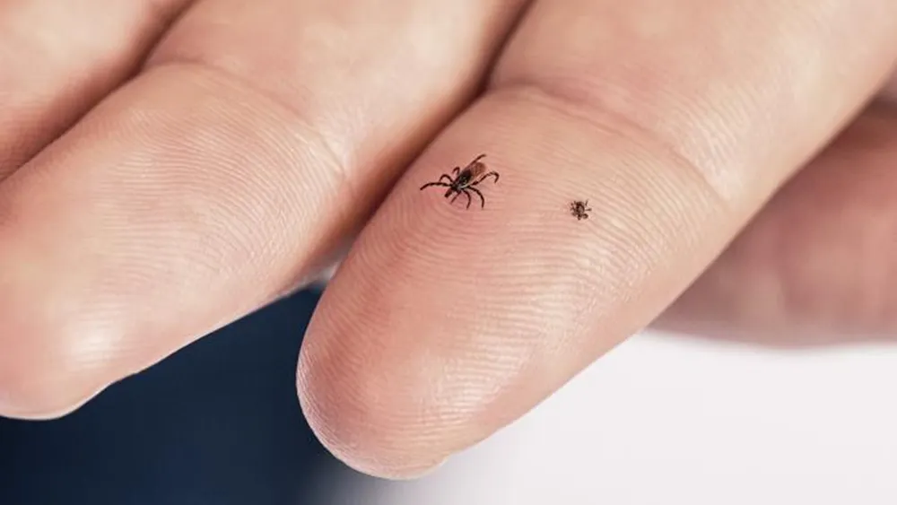 Ticks Carry Decades Of History In Each Troublesome Bite ticks-carry-decades-of-history-in-each-troublesome-bite