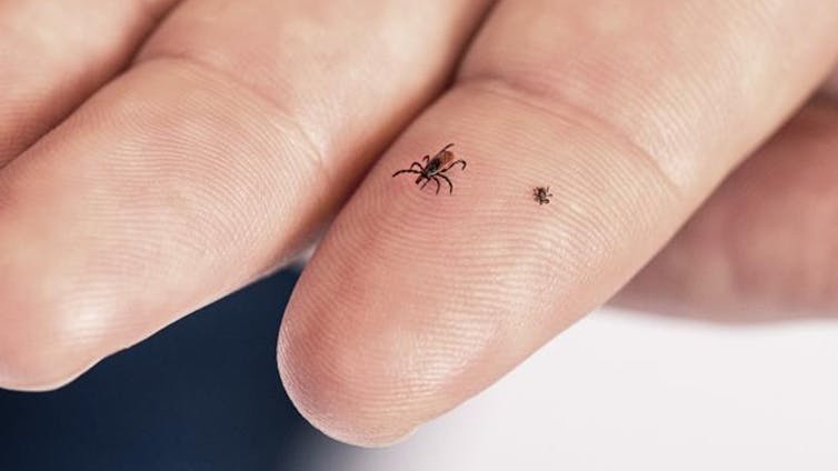 Two small ticks on a person' index finger. The nymph could pass for a freckle.