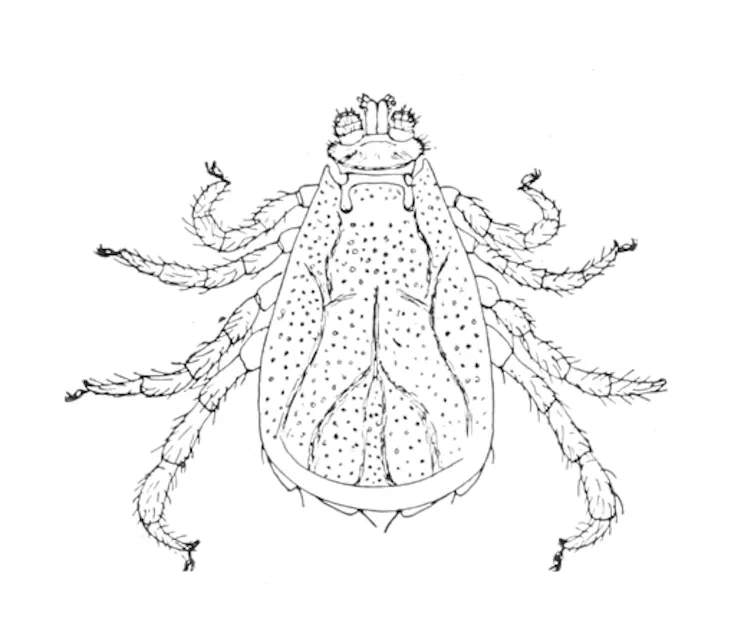 A detailed illustration of a tick, drawn at the time people were debating the tick's role in cattle fever.