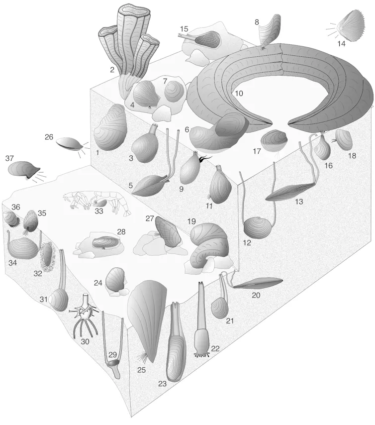 An illustration shows types of bivalves and a chart shows which ones survived after the extinction event.