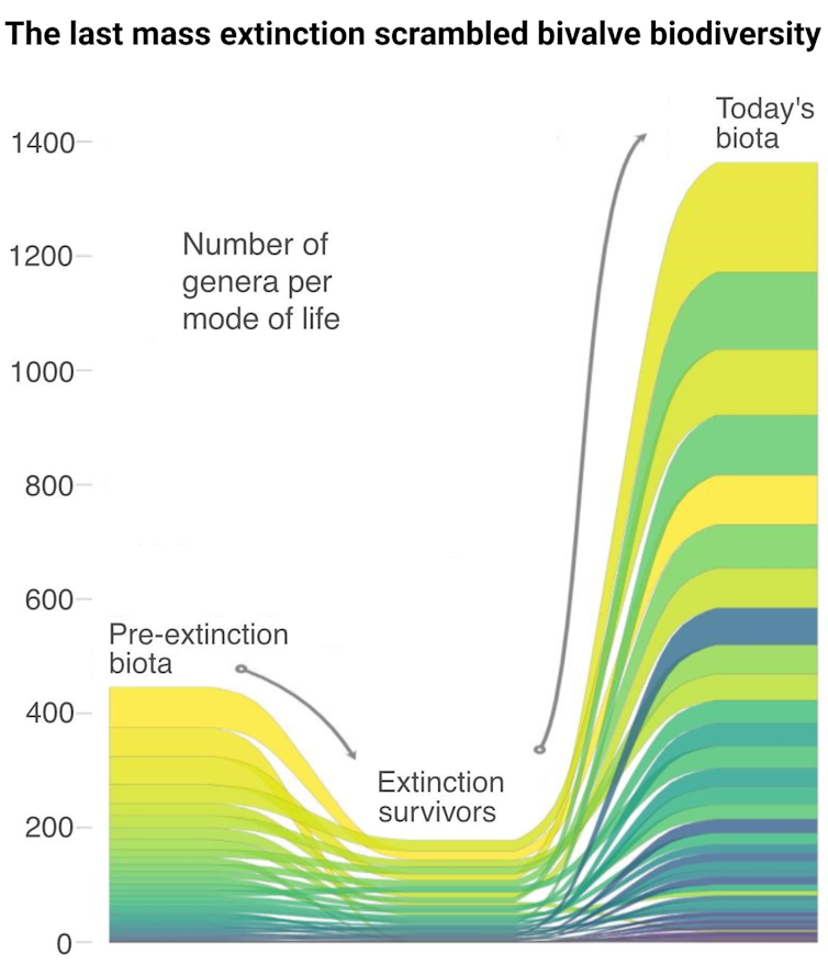 A chart shows how the number species declined during the extinction event and then rebuilt to much larger and more diverse set of species.