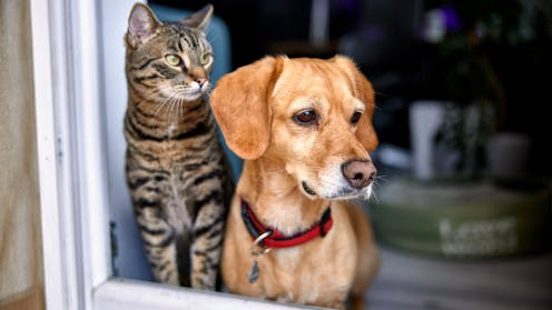Family law changes will better protect domestic violence victims – and their pets