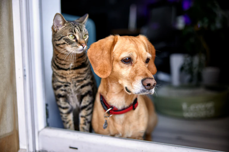 A cat and a dog looking out of a window.