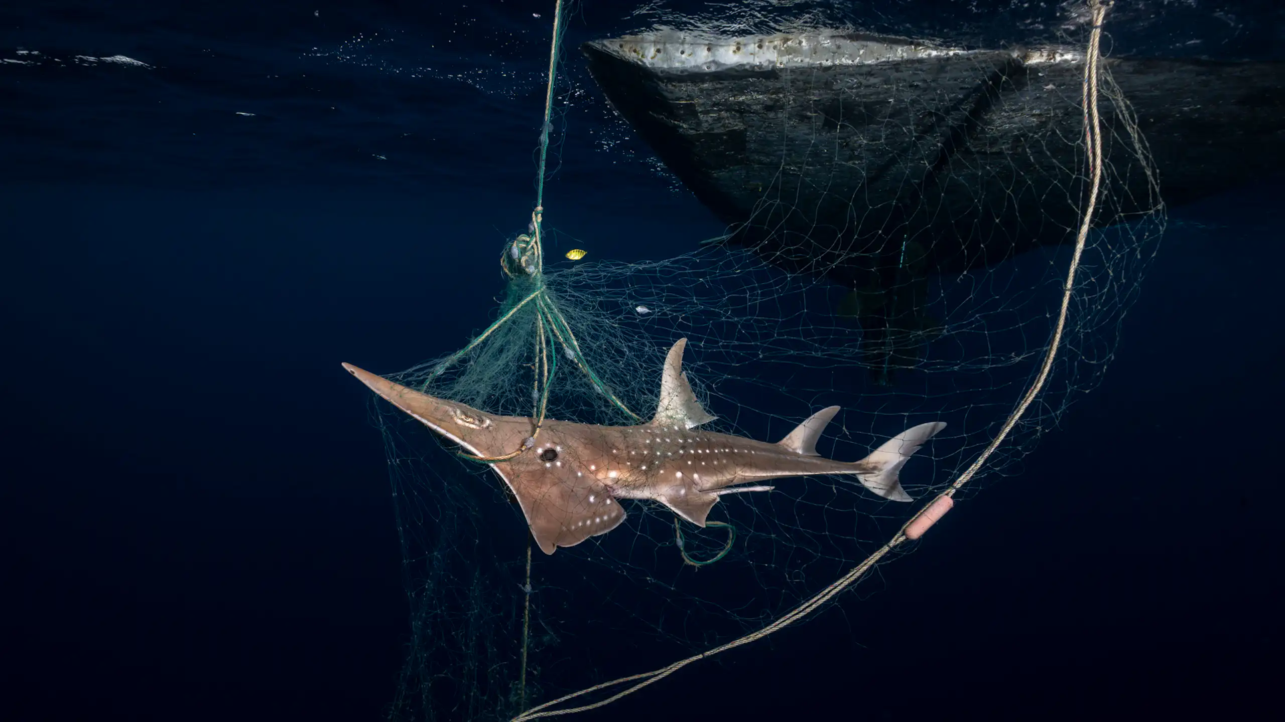 A wedgefish caught in a net in Indonesia.