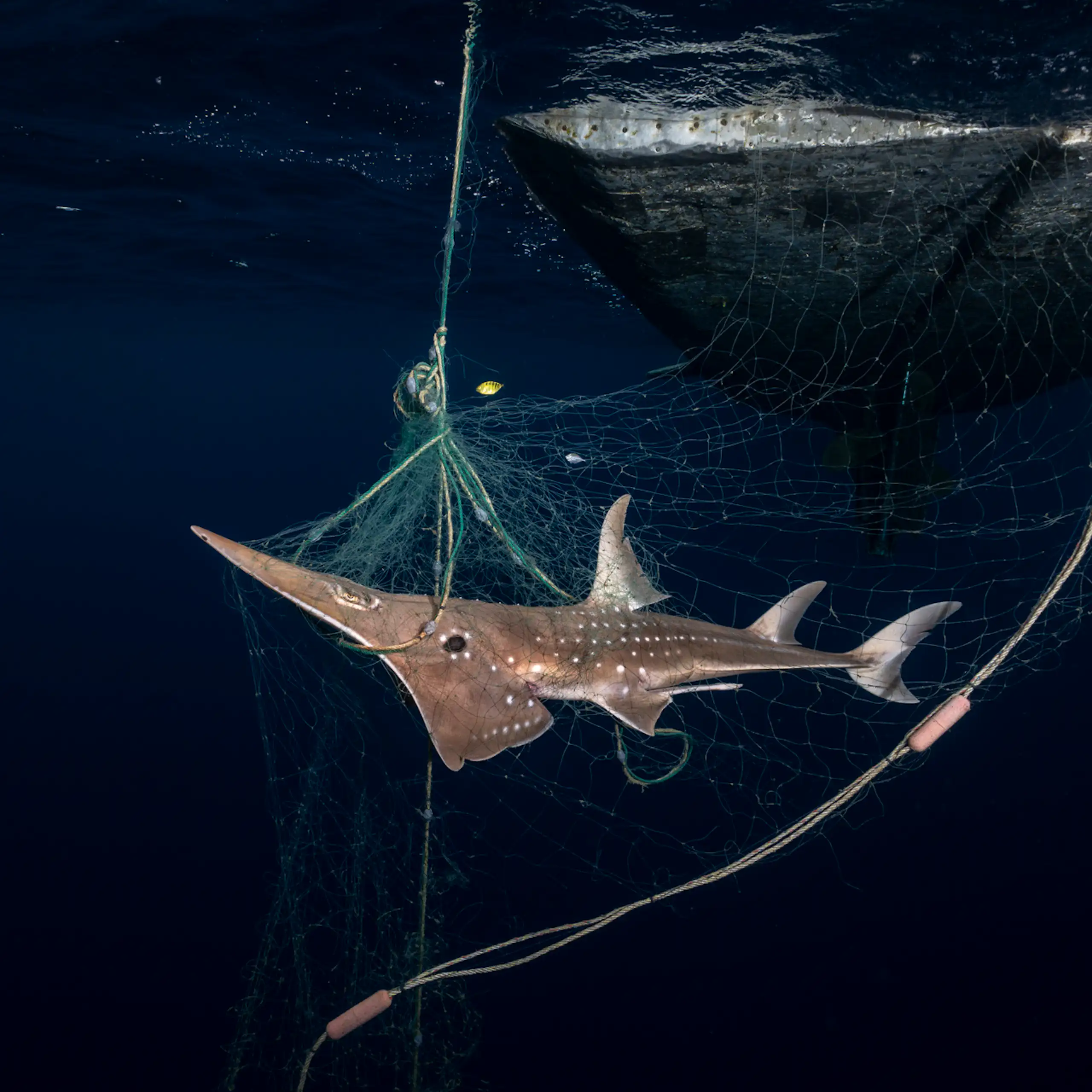 A wedgefish caught in a net in Indonesia.
