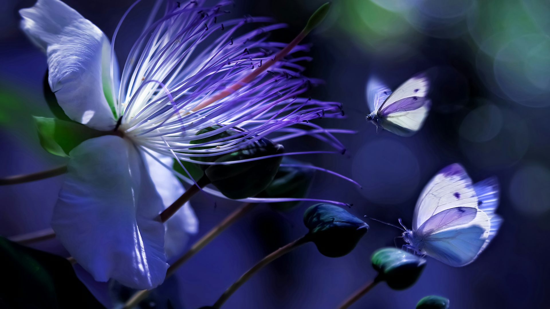 Una flor y varias mariposas en colores simulados
