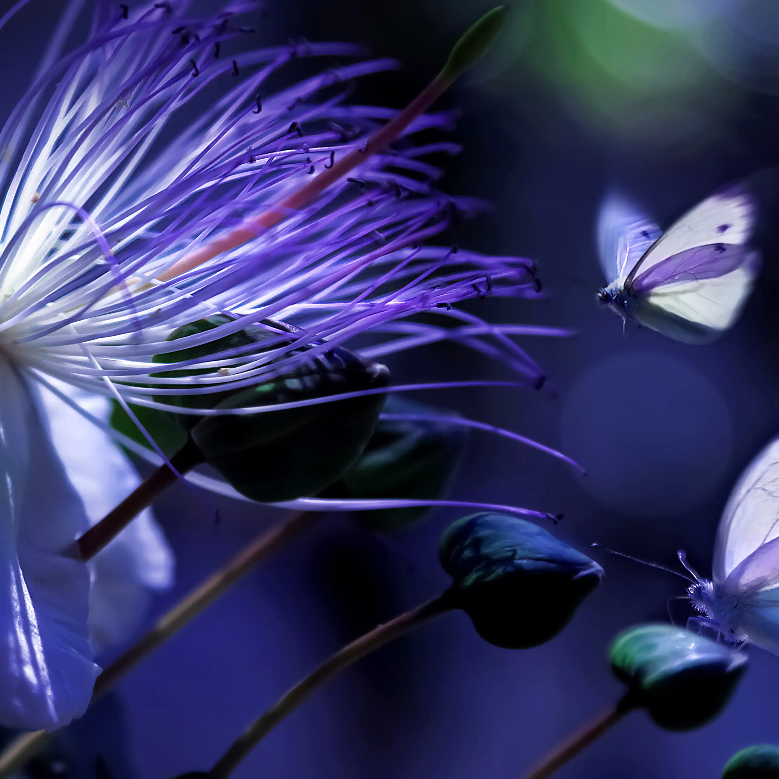 Una flor y varias mariposas en colores simulados
