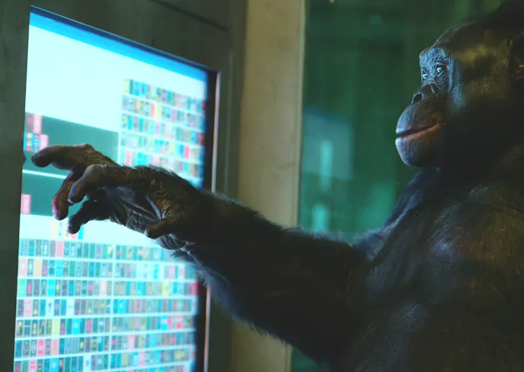 Kanzi touching a screen