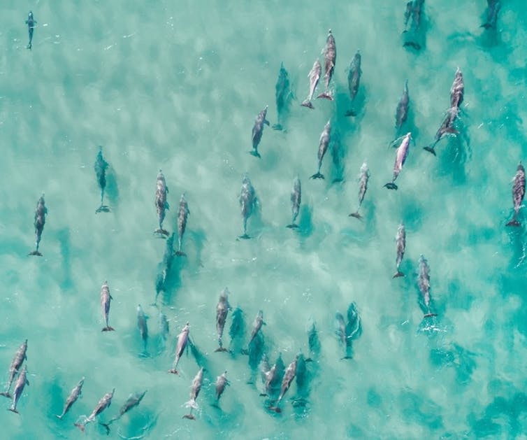 Dolphins swimming together in an aerial shot