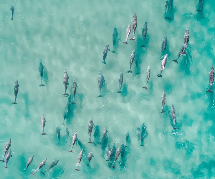 Dolphins swimming together in an aerial shot