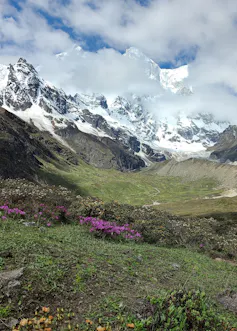 Flores coloridas em um vale montanhoso com vista para os picos nevados.