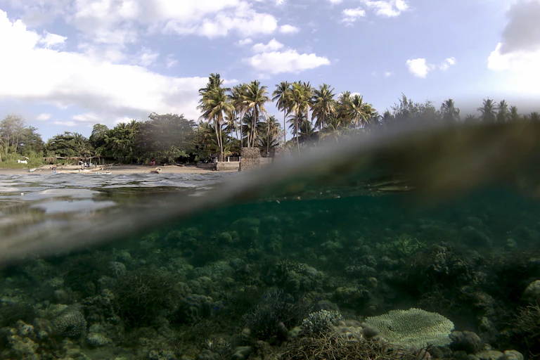 Cliché pris à la surface de l'océan montrant en haut un rivage avec des arbres et des palmiers, et sous l'eau un récif corallien.