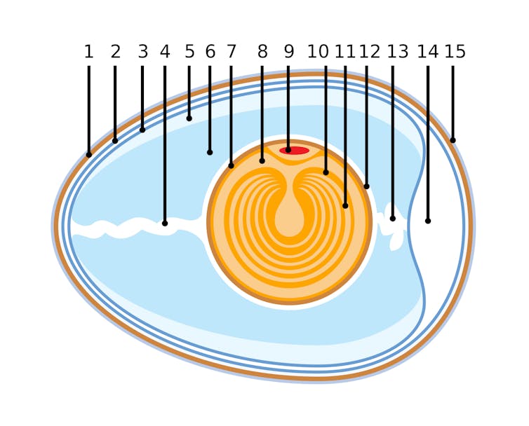 Visuel de coupe d’un œuf