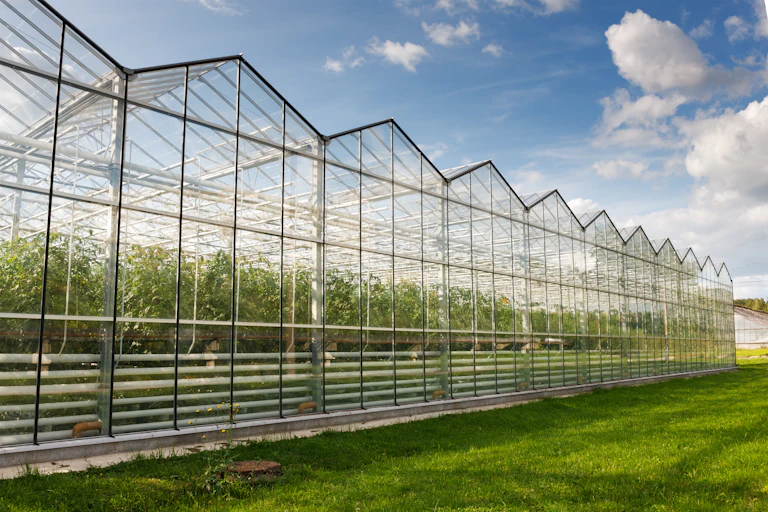 industrial sized greenhouses growing tomatoes, blue sky