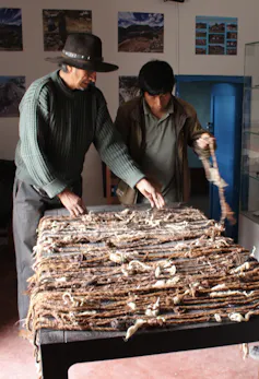 Two men looking at a table full of the Jucul khipu.