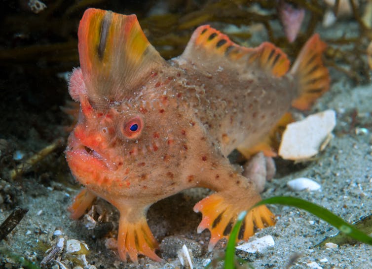 red handfish