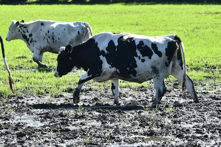 Dairy cattle walking in a muddy field