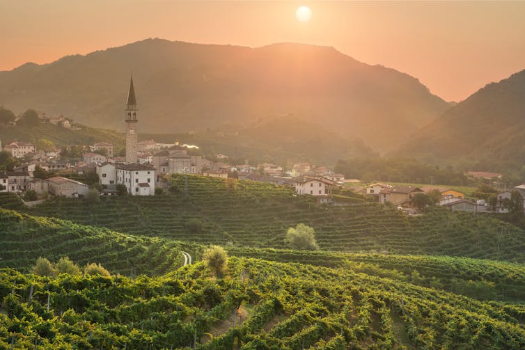 Prosecco grapes growing in the Veneto region of Italy.