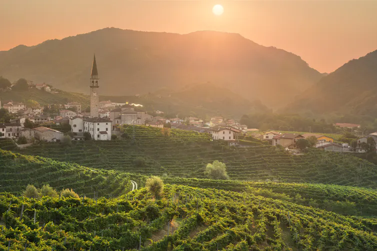 Prosecco grapes growing in the Veneto region of Italy.