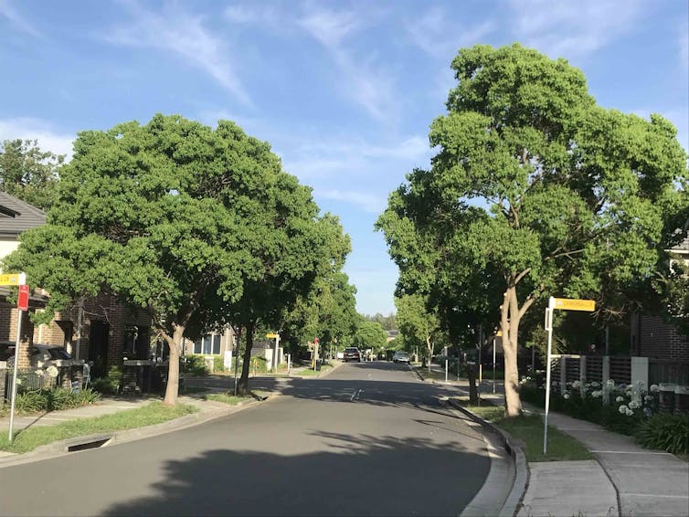 street trees in penrith