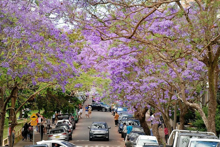 Jacarandas on street in Sydney.