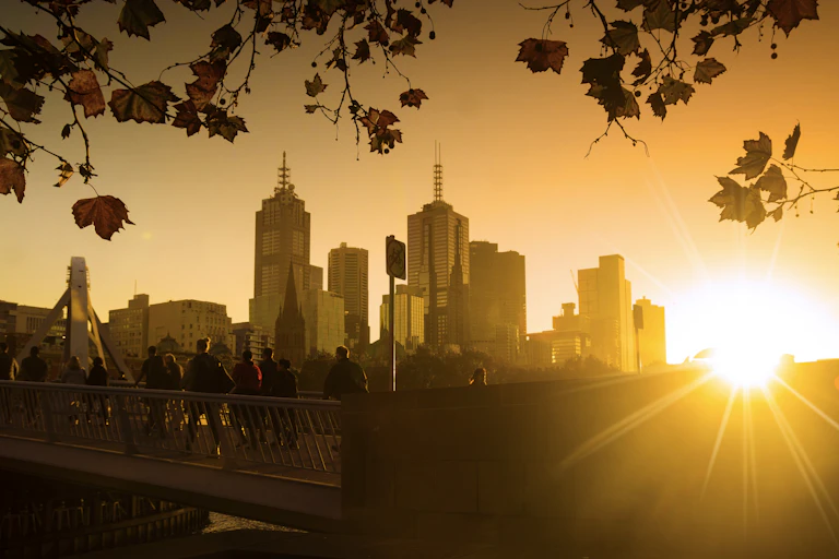 plane tree leaves against city skyline at dawn.