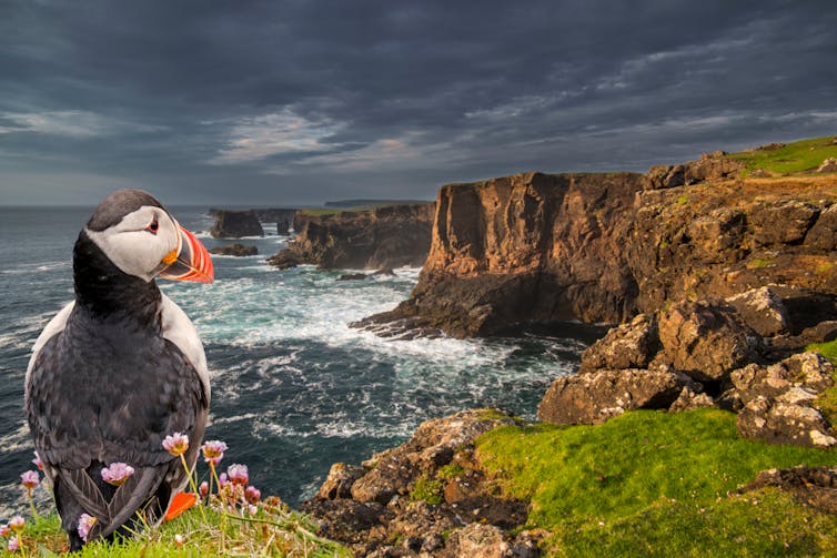 Puffin looks at cliffs