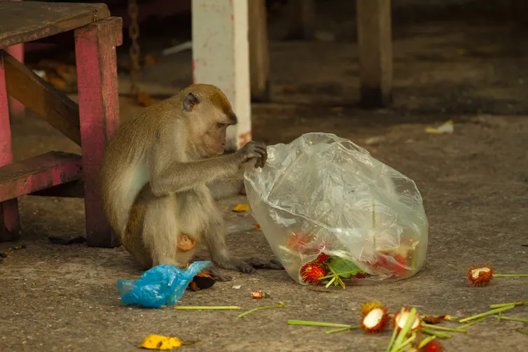 A monkey eating food from a plastic bag.