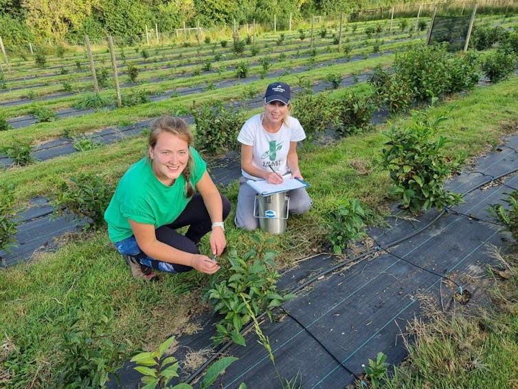 Dr Amanda J Lloyd and Dr Ali Warren-Walker crouching among many tea plants.
