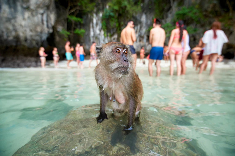 A monkey site on a rock on the edge of the sea with many people in the background.