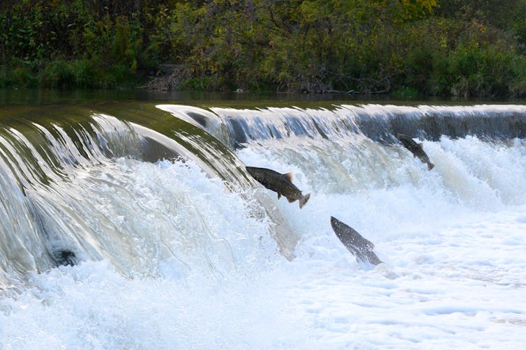 Pérdida de hábitat y explotación excesiva de agua hasta que cae la población de salmón 1 El salmón salta del agua en el río