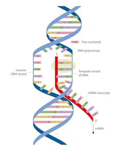 Diagram of DNA transcription, showing mRNA building from a template strand of DNA