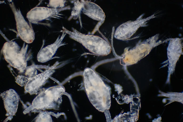 Pequeños animales vistos al microscopio