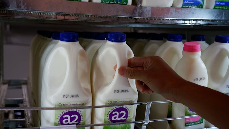 Person picks milk up off a shelf