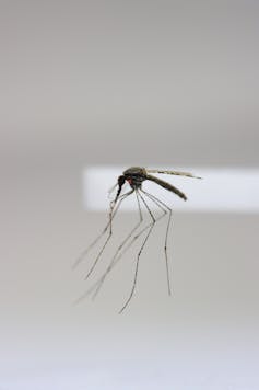An example of an Anopheles mosquito