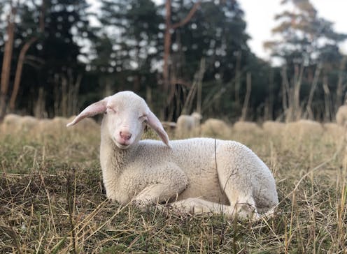 No country for old poets? Barry Hill’s Lamb is a work of vitality and rejuvenation