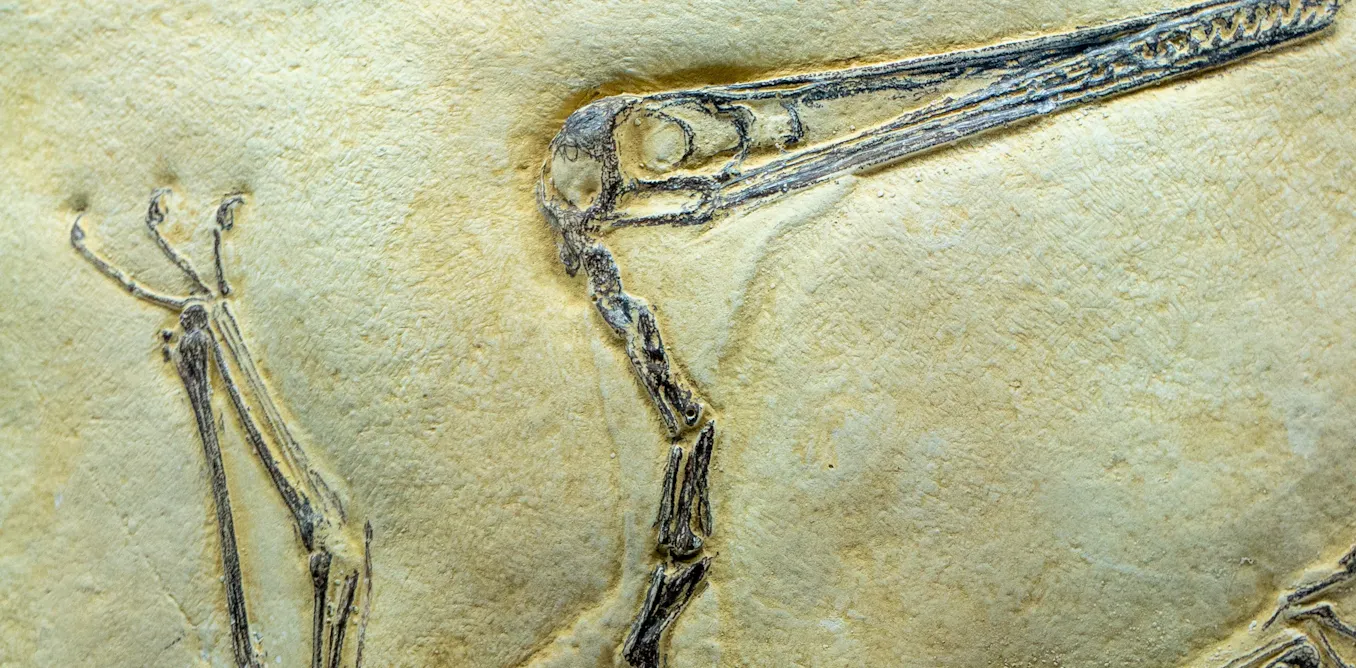 How pterosaurs can inspire aircraft design How pterosaurs can inspire aircraft design